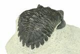 Bargain, Hollardops Trilobite Fossil - Ofaten, Morocco #287469-5